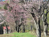 桜並木の写真