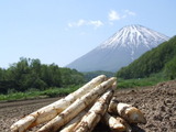 奥に羊蹄山、手前にアスパラガスが写っている写真